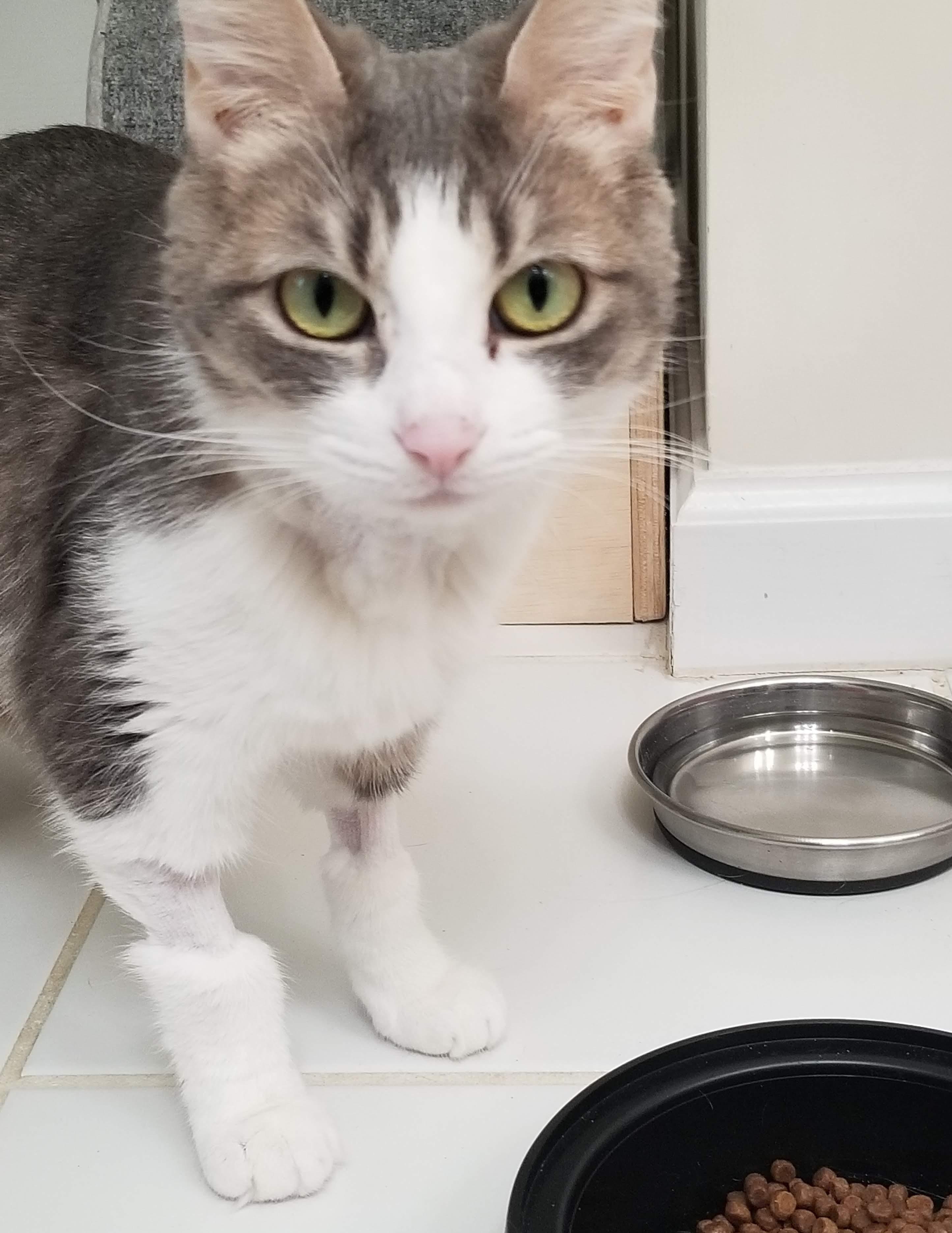 Marie-Wants to be your One & Only, a Adoptable Tabby in Laurel, MD image 2/5