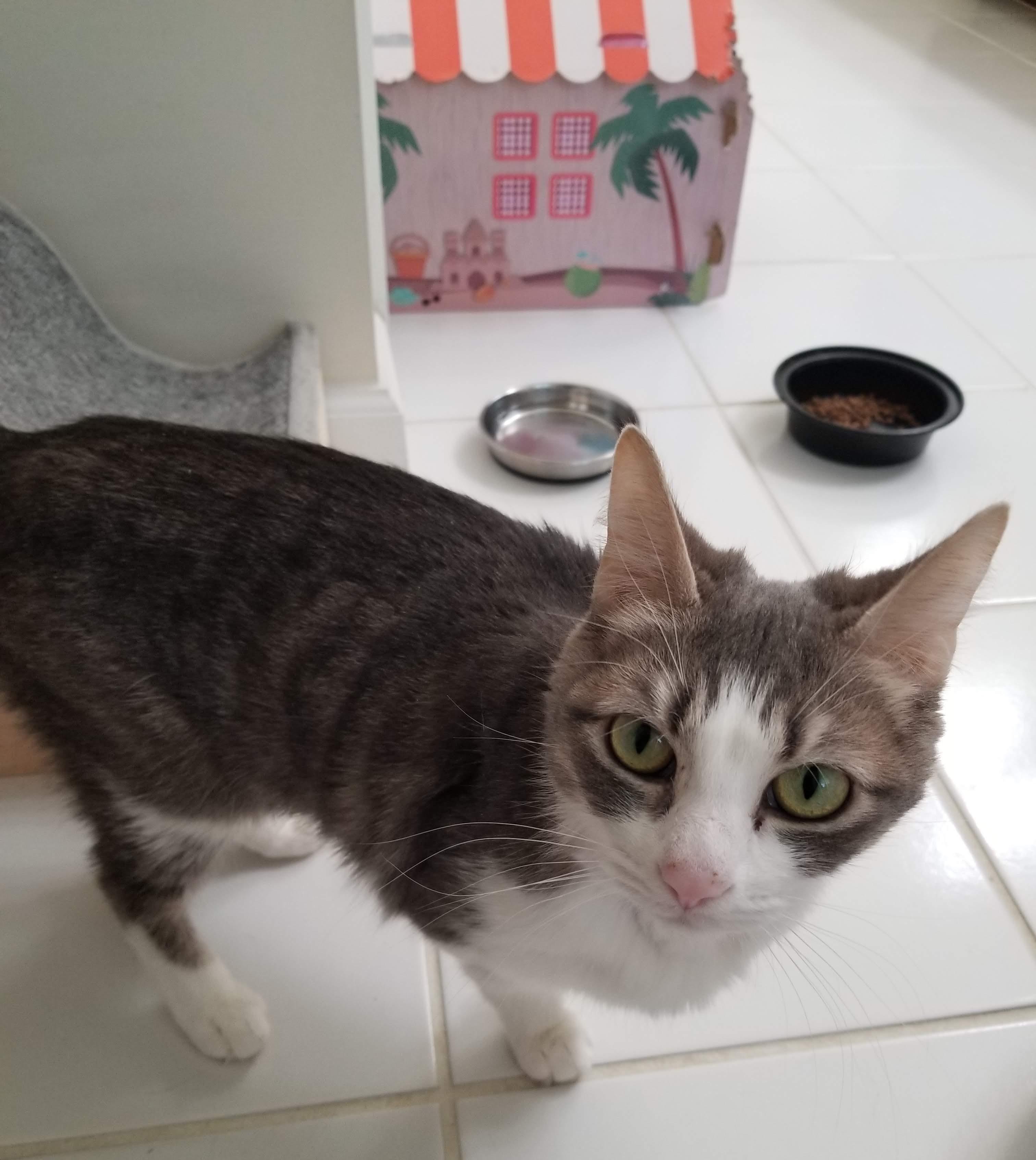 Marie-Wants to be your One & Only, a Adoptable Tabby in Laurel, MD image 5/5