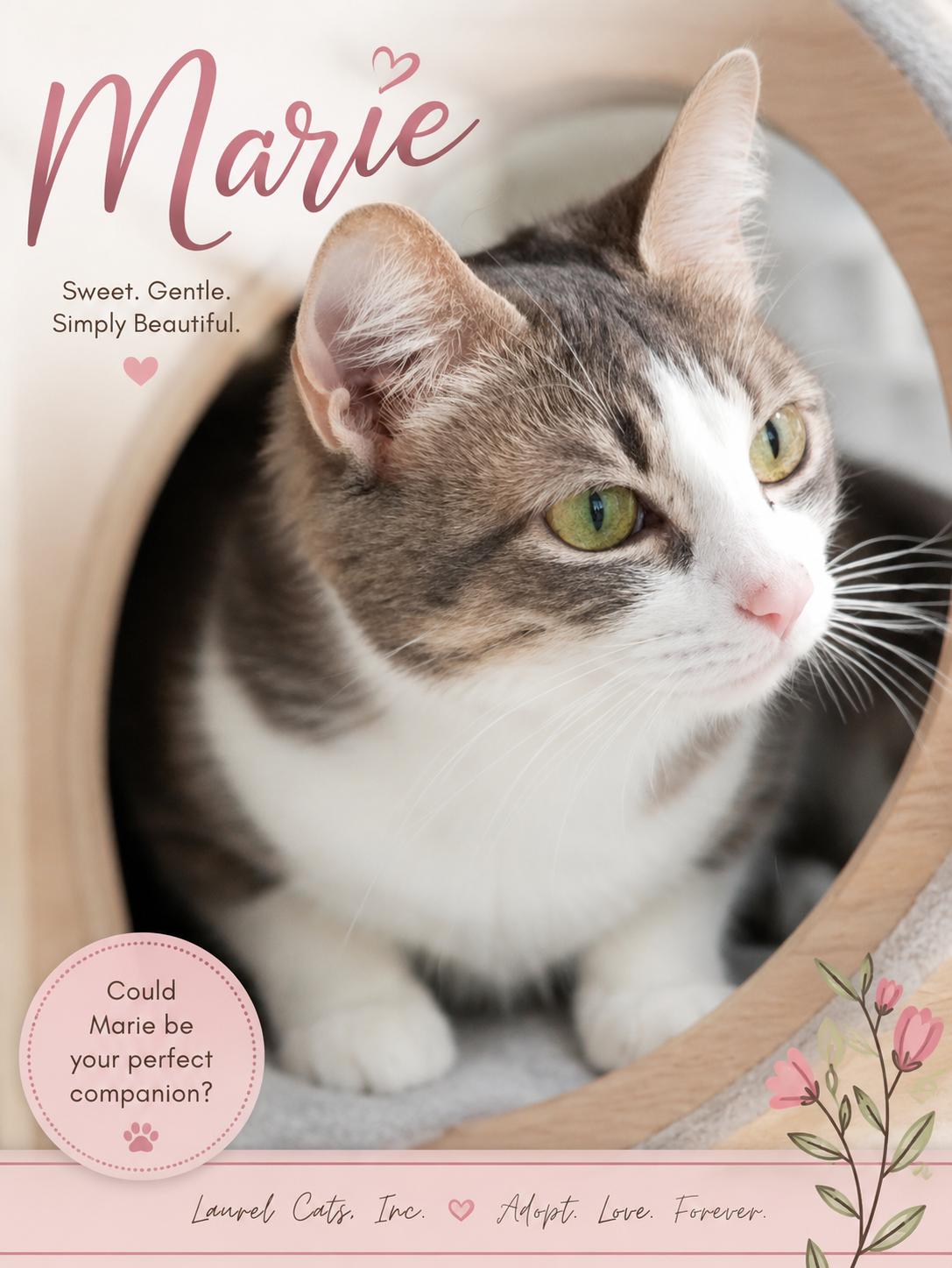 Marie-Wants to be your One & Only, a Adoptable Tabby in Laurel, MD image 1/5