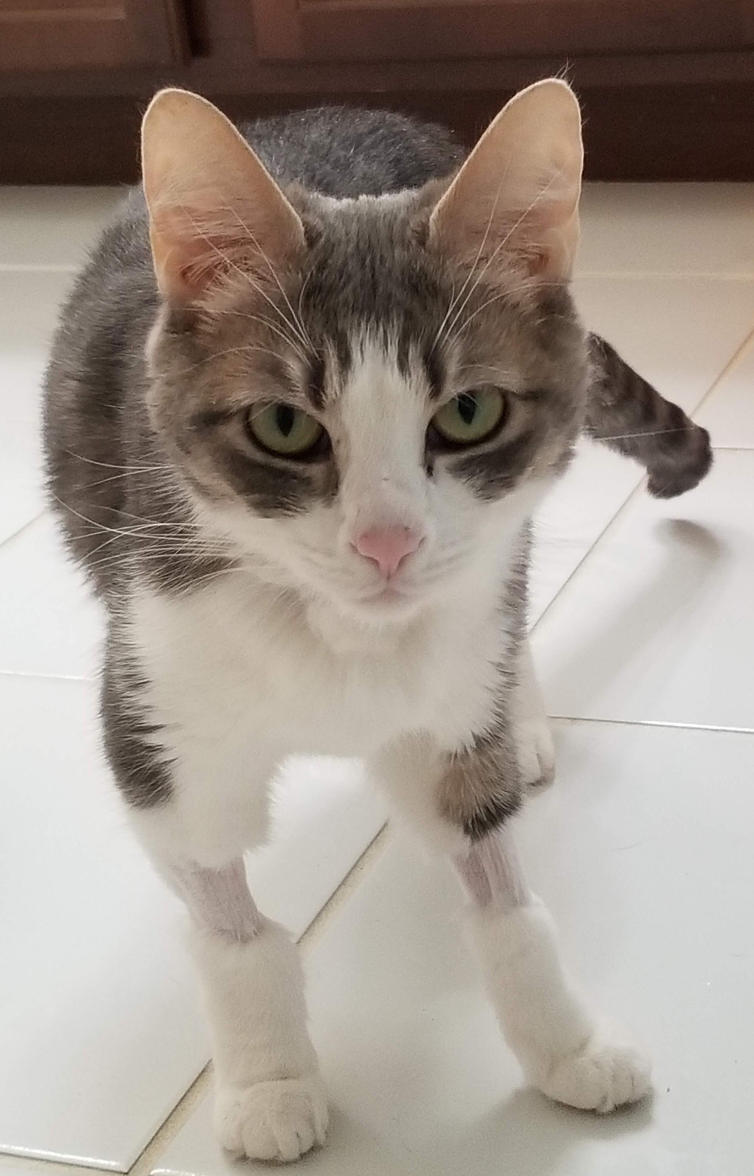 Marie-Wants to be your One & Only, a Adoptable Tabby in Laurel, MD image 3/5