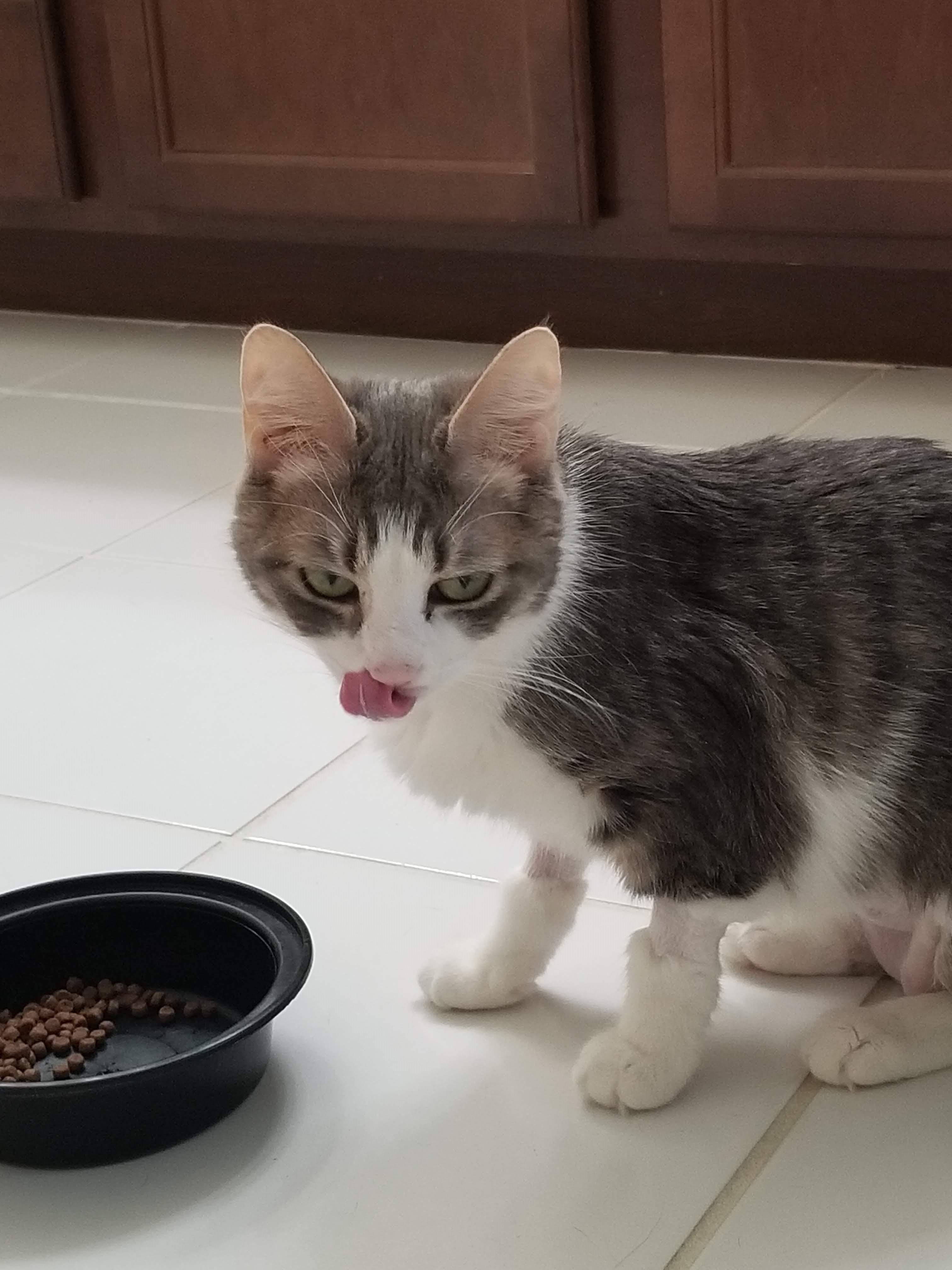 Marie-Wants to be your One & Only, a Adoptable Tabby in Laurel, MD image 4/5