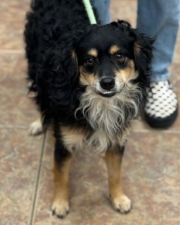 Enlarge Maurice, a Adoptable mixed breed in Littleton, CO image 1/1