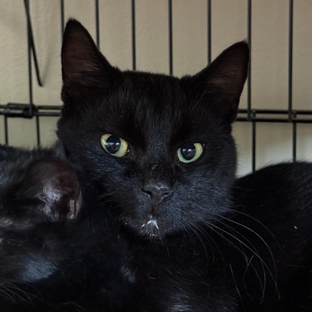 HALO-30358, Adoptable, Adult Female Domestic Short Hair.