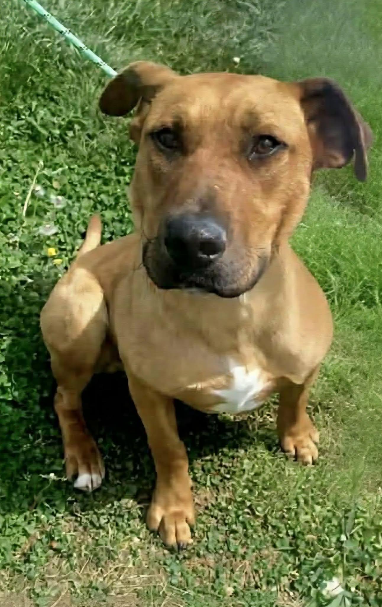 Enlarge Blade, a ADOPTABLE mixed breed in Newport, TN image 2/2