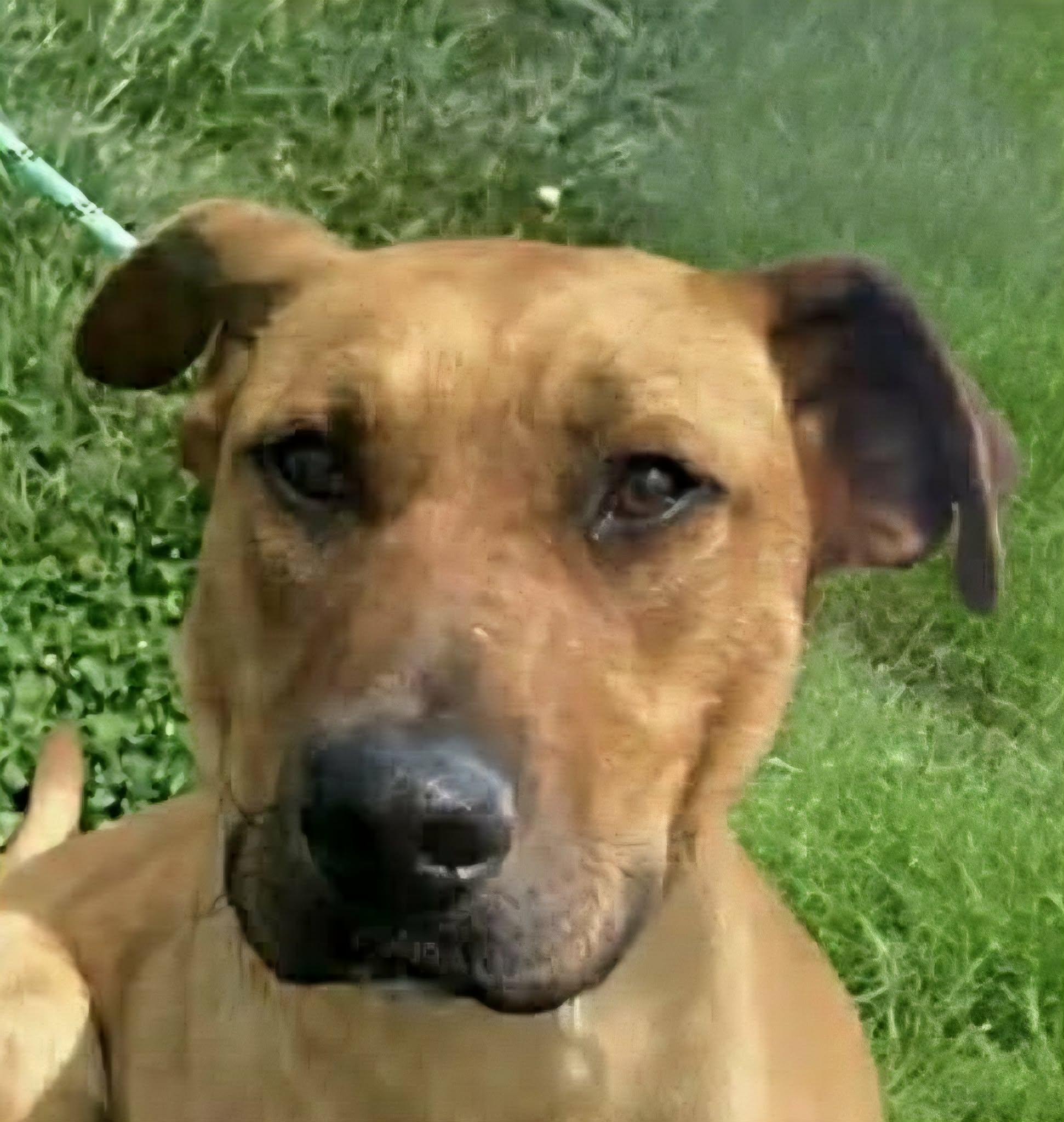 Enlarge Blade, a ADOPTABLE mixed breed in Newport, TN image 1/2