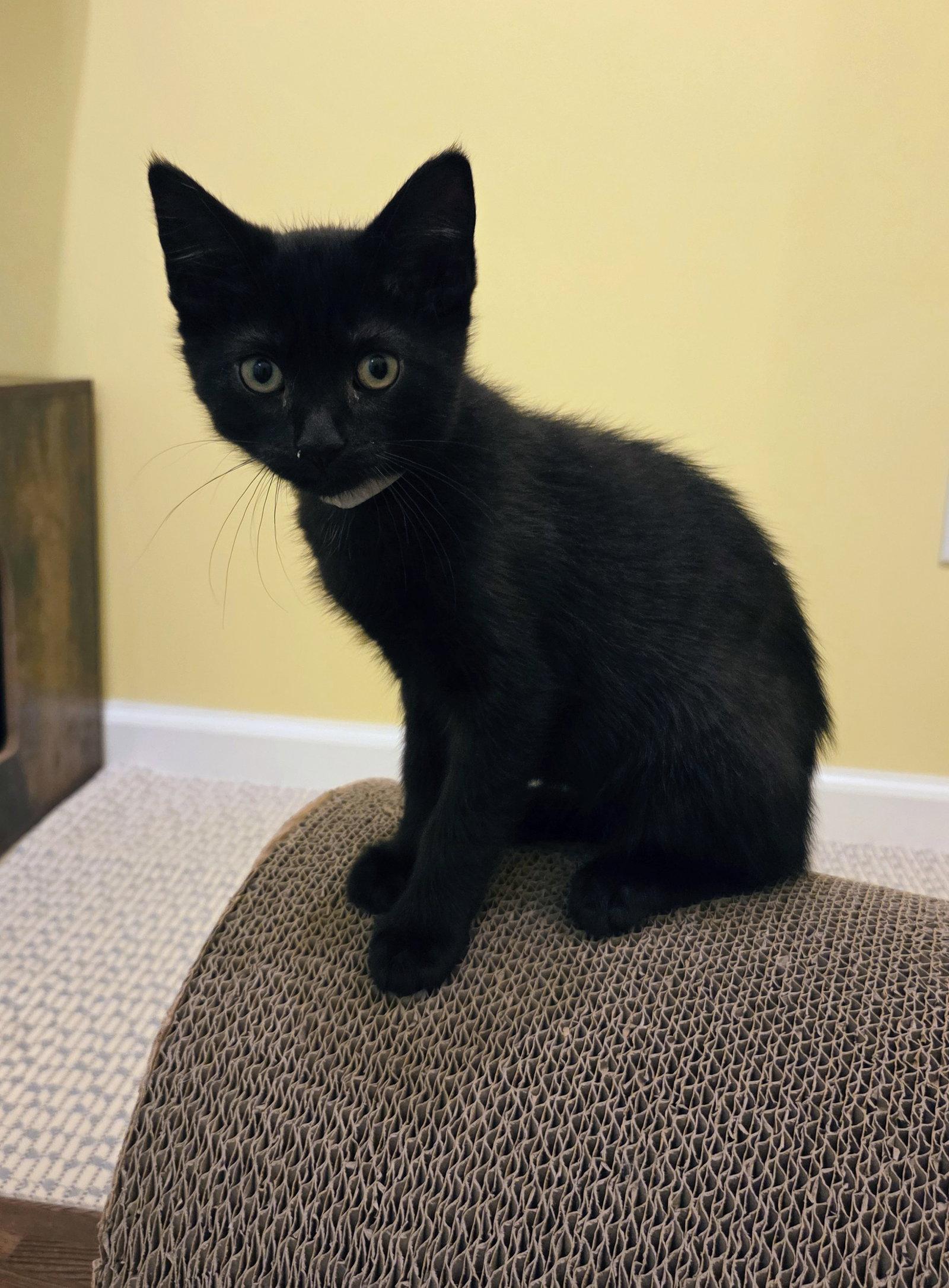 Anya Kitten, Adopted, Kitten Female Domestic Short Hair.