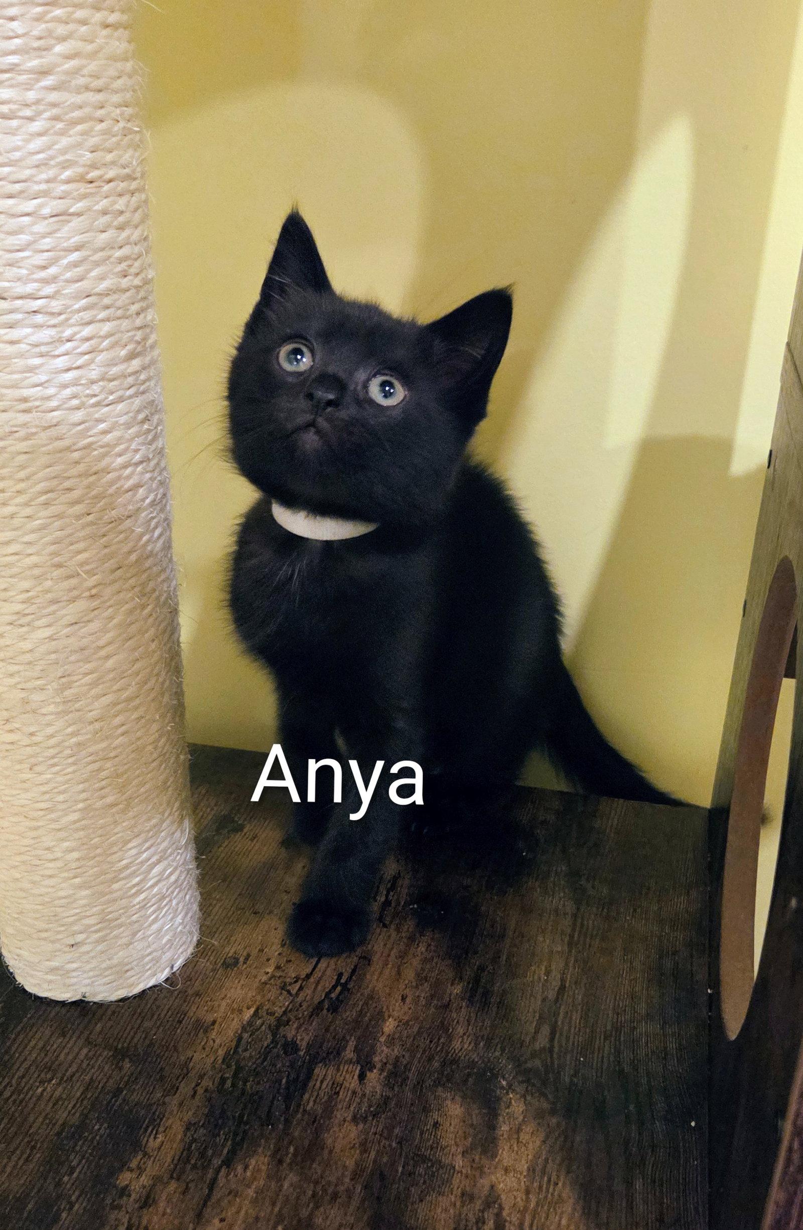 Anya Kitten, a Adopted Domestic Short Hair in Allentown, PA image 2/3