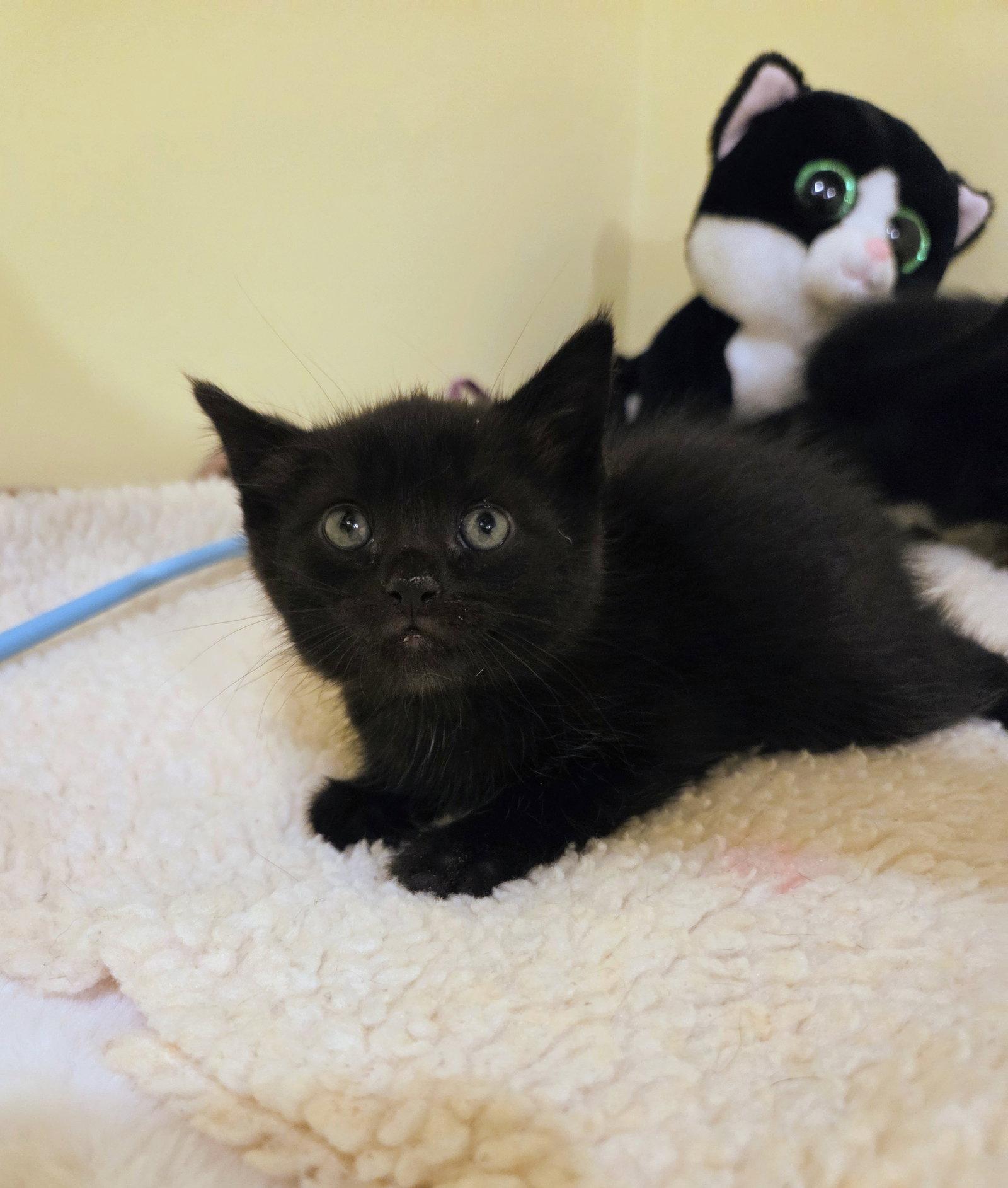 Anya Kitten, a Adopted Domestic Short Hair in Allentown, PA image 3/3
