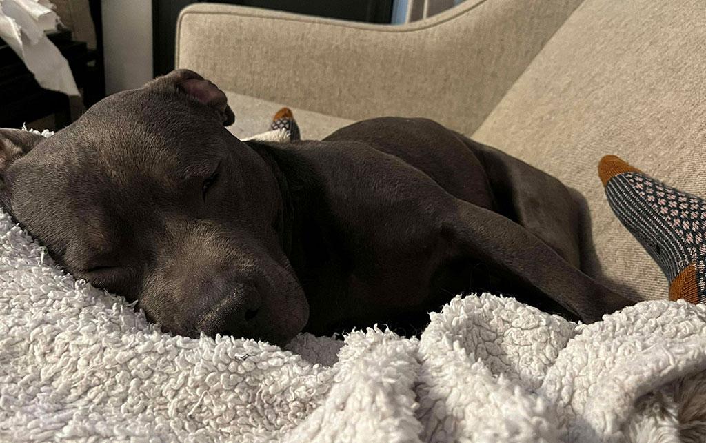 Enlarge Ridley, a Adoptable mixed breed in Bowie, MD image 5/6