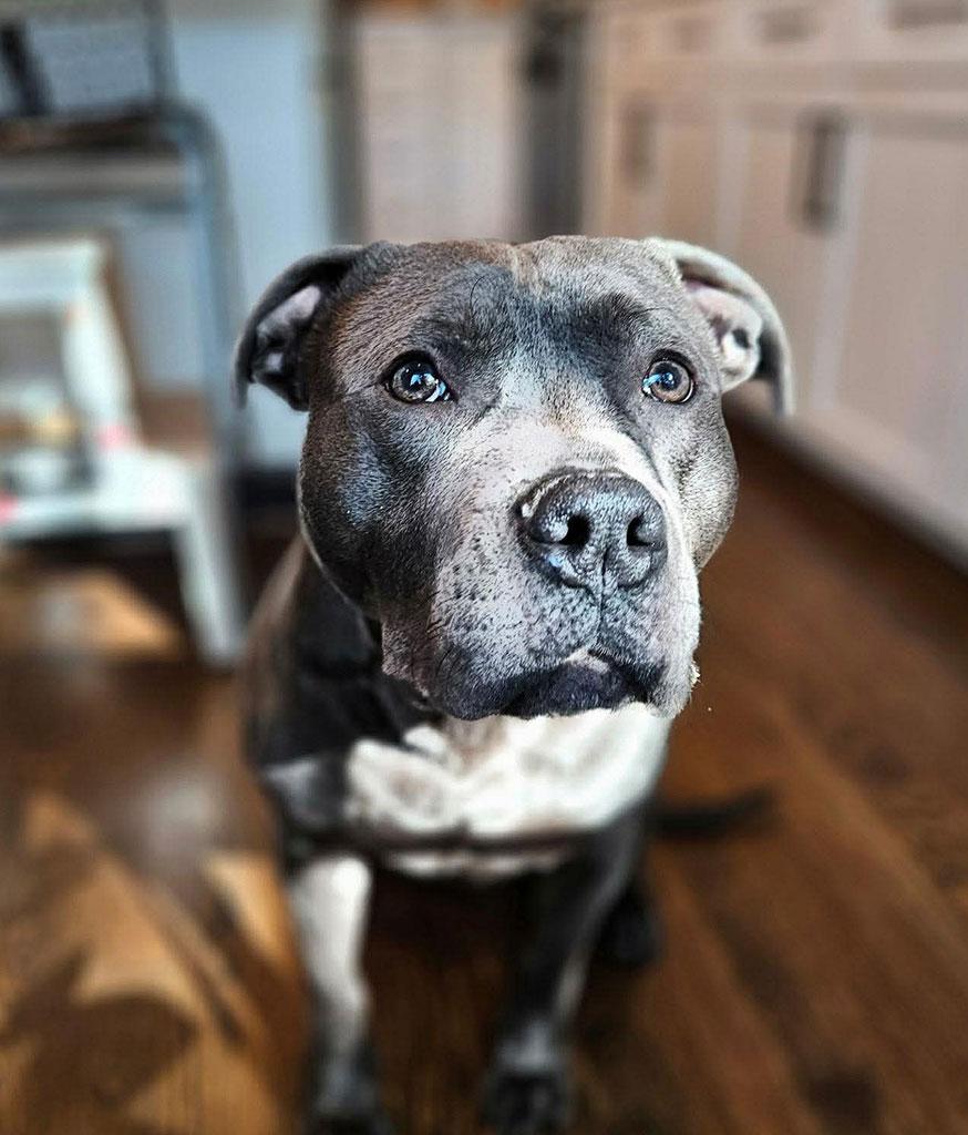 Enlarge Ridley, a Adoptable mixed breed in Bowie, MD image 3/6