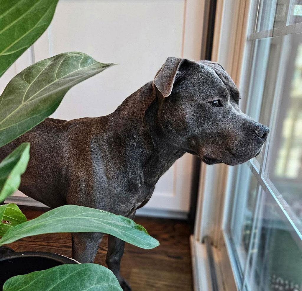 Enlarge Ridley, a Adoptable mixed breed in Bowie, MD image 6/6