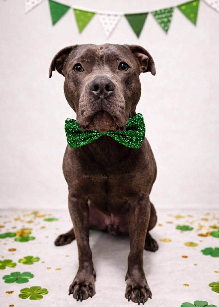 Enlarge Ridley, a Adoptable mixed breed in Bowie, MD image 1/6