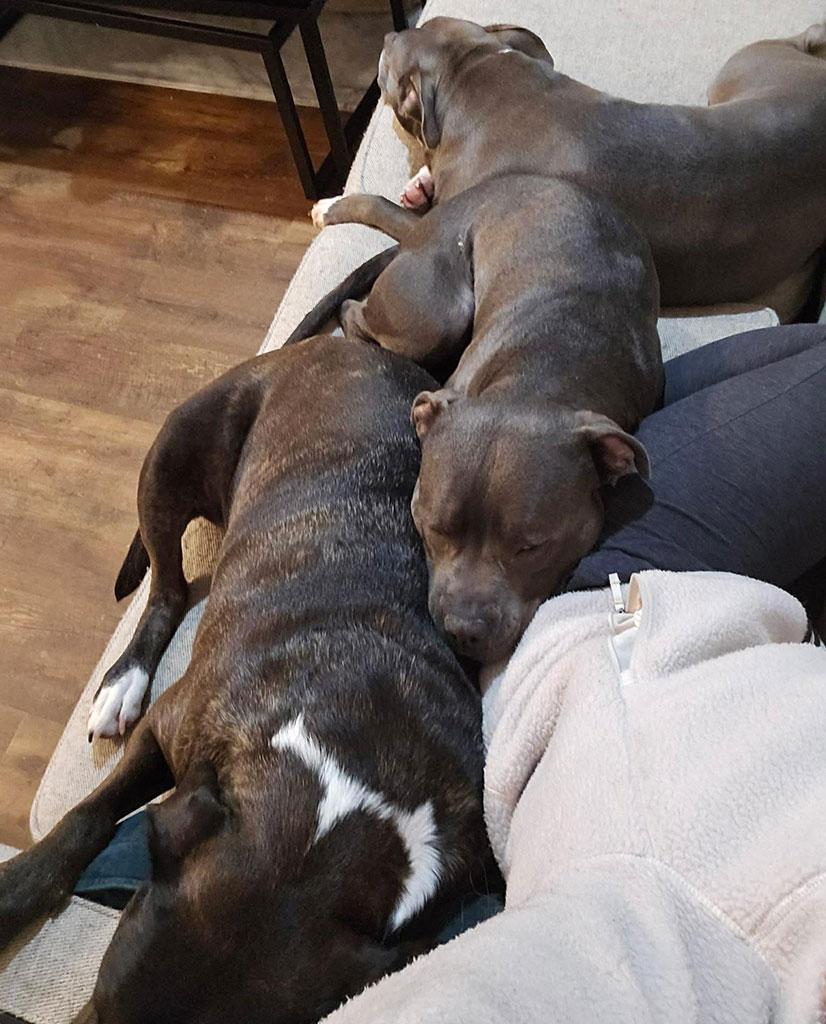 Enlarge Ridley, a Adoptable mixed breed in Bowie, MD image 4/6