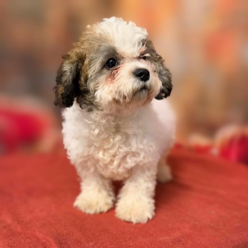 Enlarge Arlo, a Adoptable mixed breed in Griswold, CT image 1/3