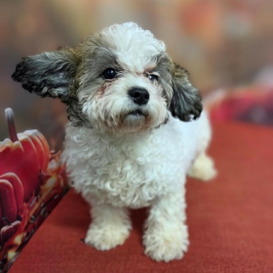 Enlarge Arlo, a Adoptable mixed breed in Griswold, CT image 2/3