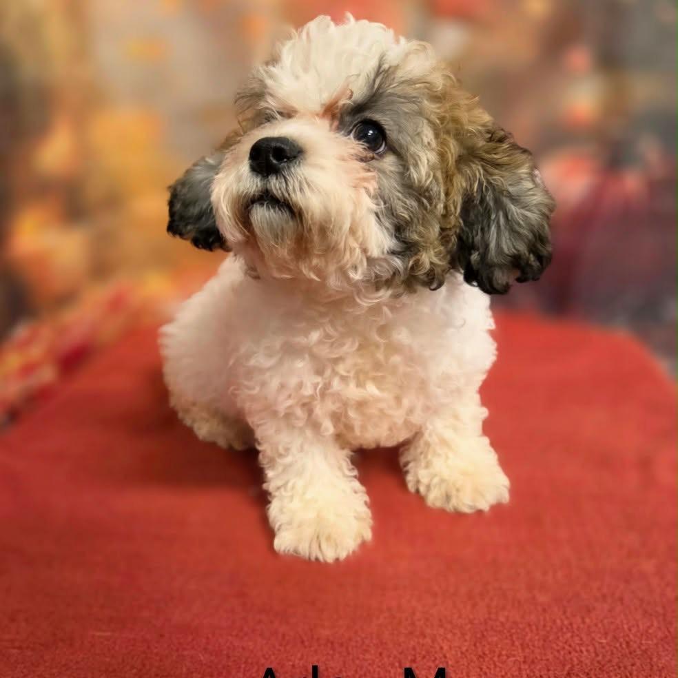 Enlarge Arlo, a Adoptable mixed breed in Griswold, CT image 3/3