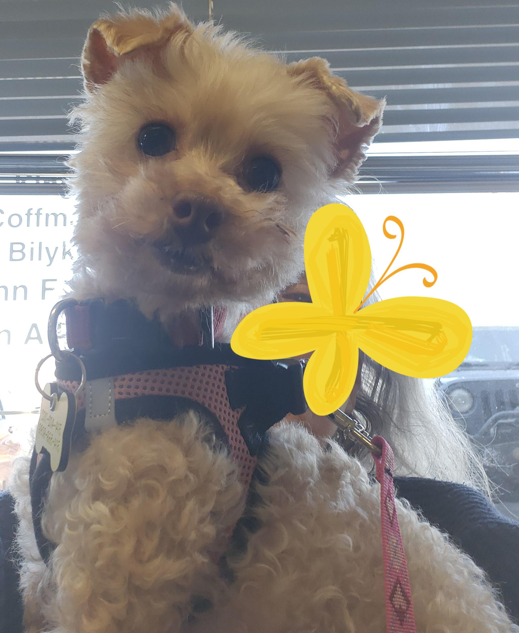 Enlarge Sweet Pea - St. Louis, MO, an adopted Poodle in Saint Louis, MO image 1/5