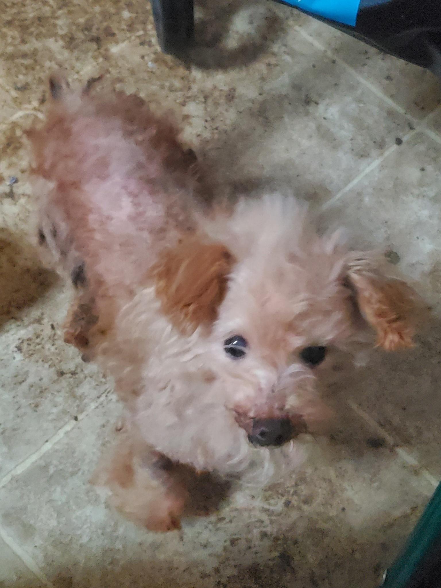 Enlarge Sweet Pea - St. Louis, MO, a ADOPTABLE Poodle in Saint Louis, MO image 3/3