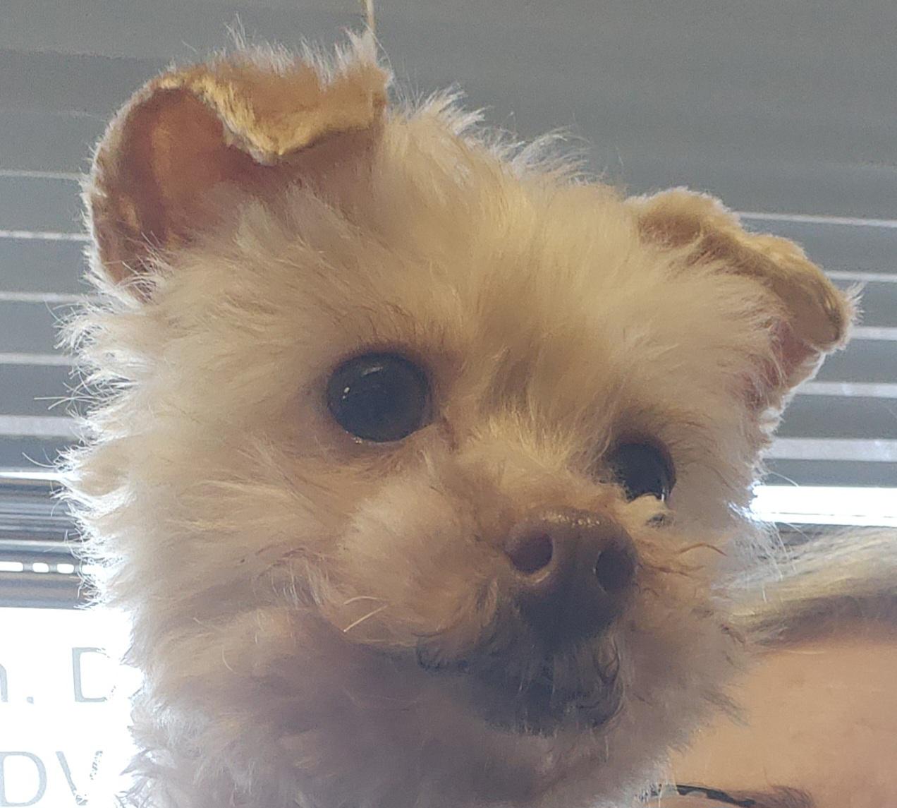 Enlarge Sweet Pea - St. Louis, MO, an adopted Poodle in Saint Louis, MO image 5/5