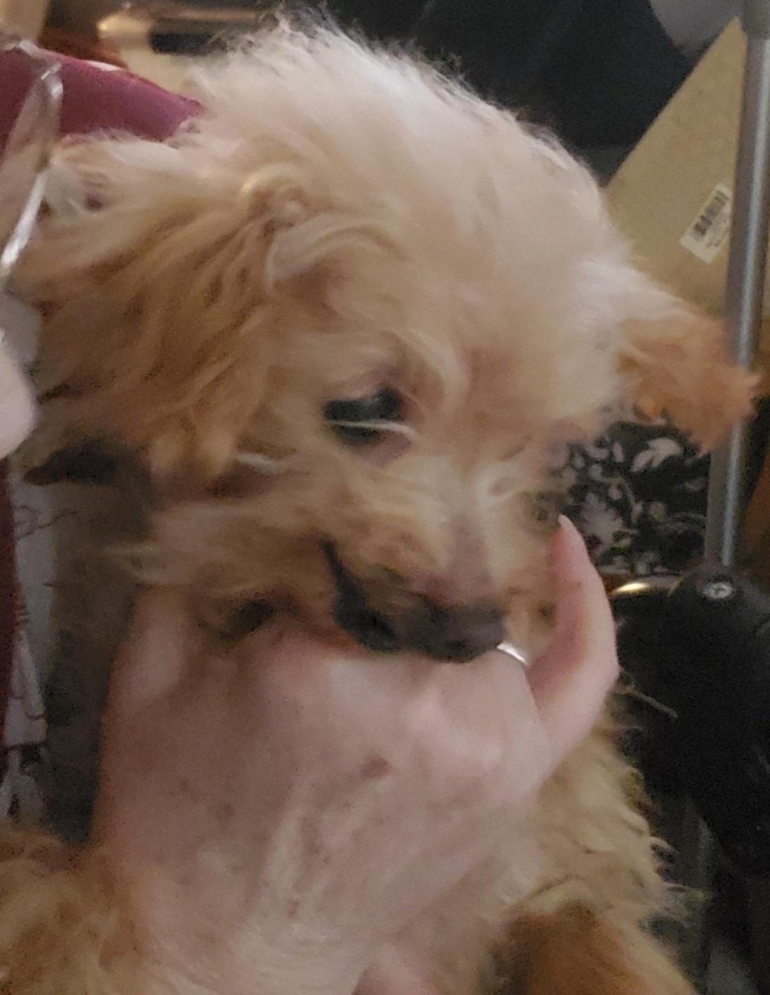 Enlarge Sweet Pea - St. Louis, MO, a ADOPTABLE Poodle in Saint Louis, MO image 2/3