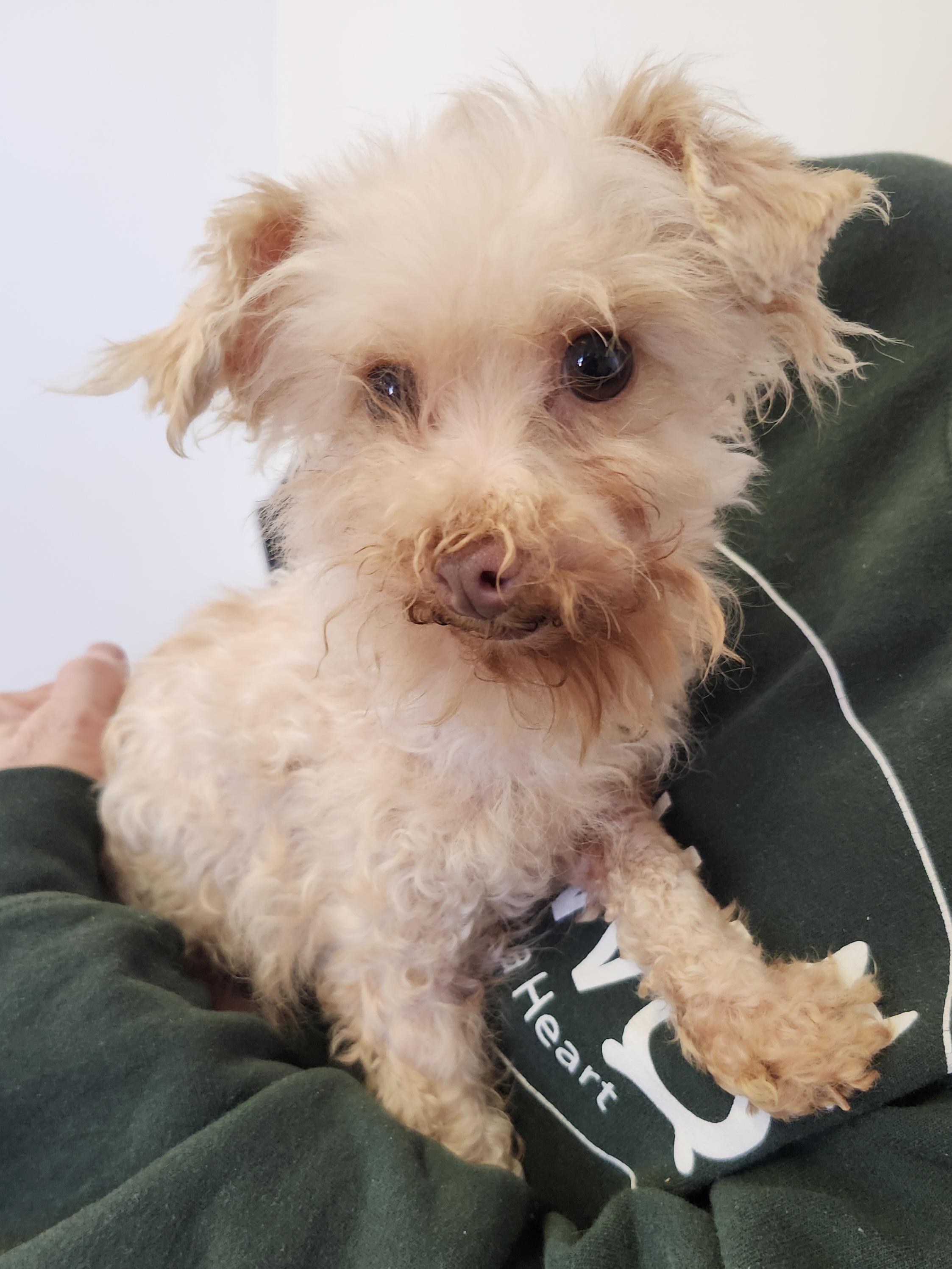 Enlarge Sweet Pea - St. Louis, MO, a ADOPTABLE Poodle in Saint Louis, MO image 1/3
