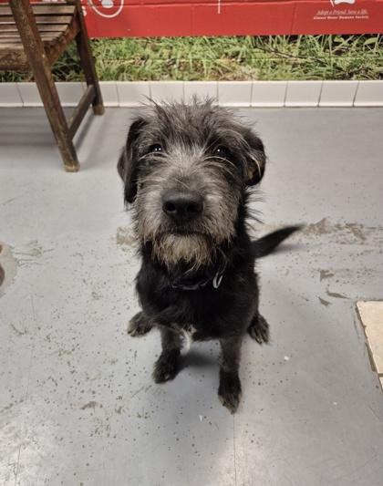 Michonne, adopted, Young Female Mixed Breed.