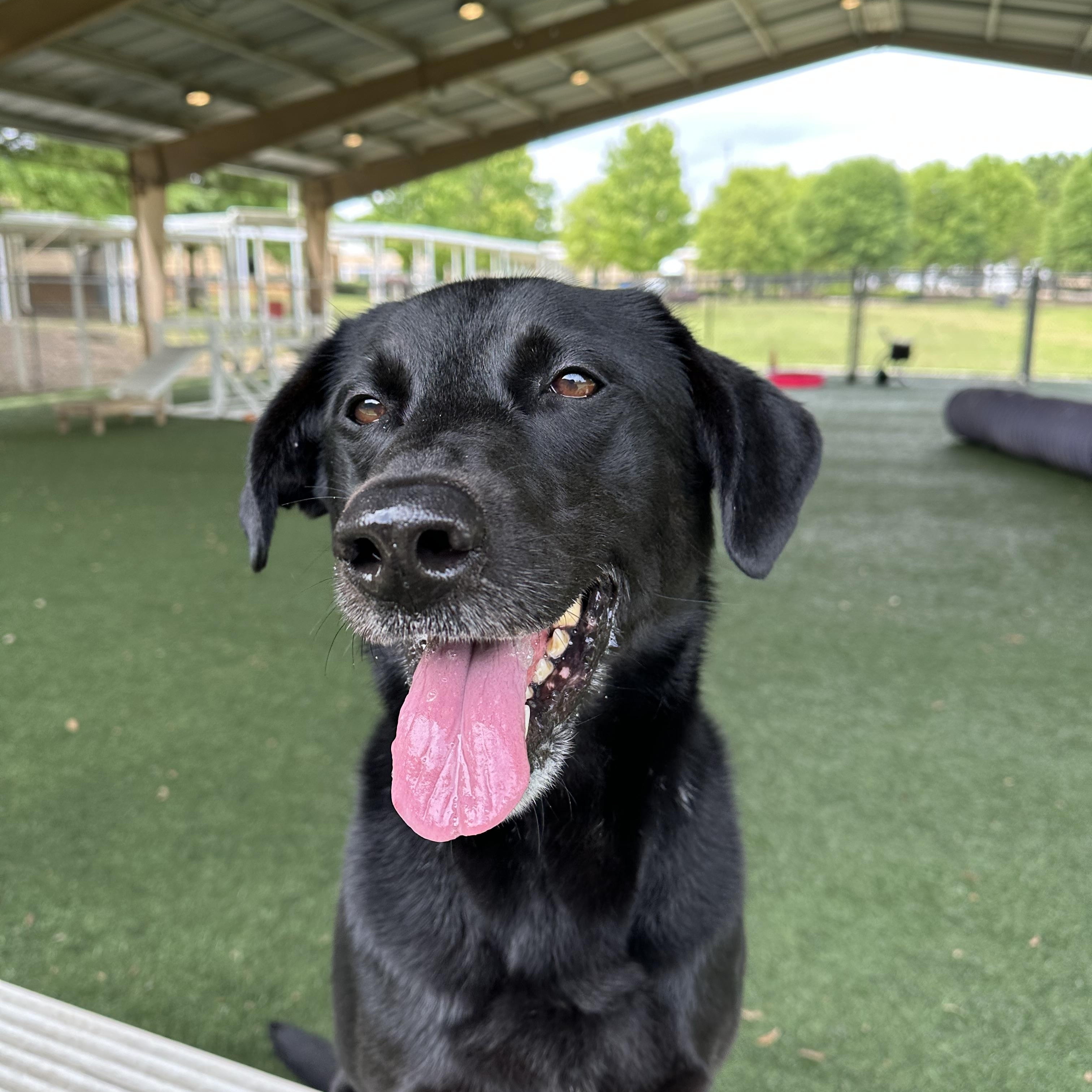 Enlarge Allie, a Adoptable Black Labrador Retriever in Newnan, GA image 6/6
