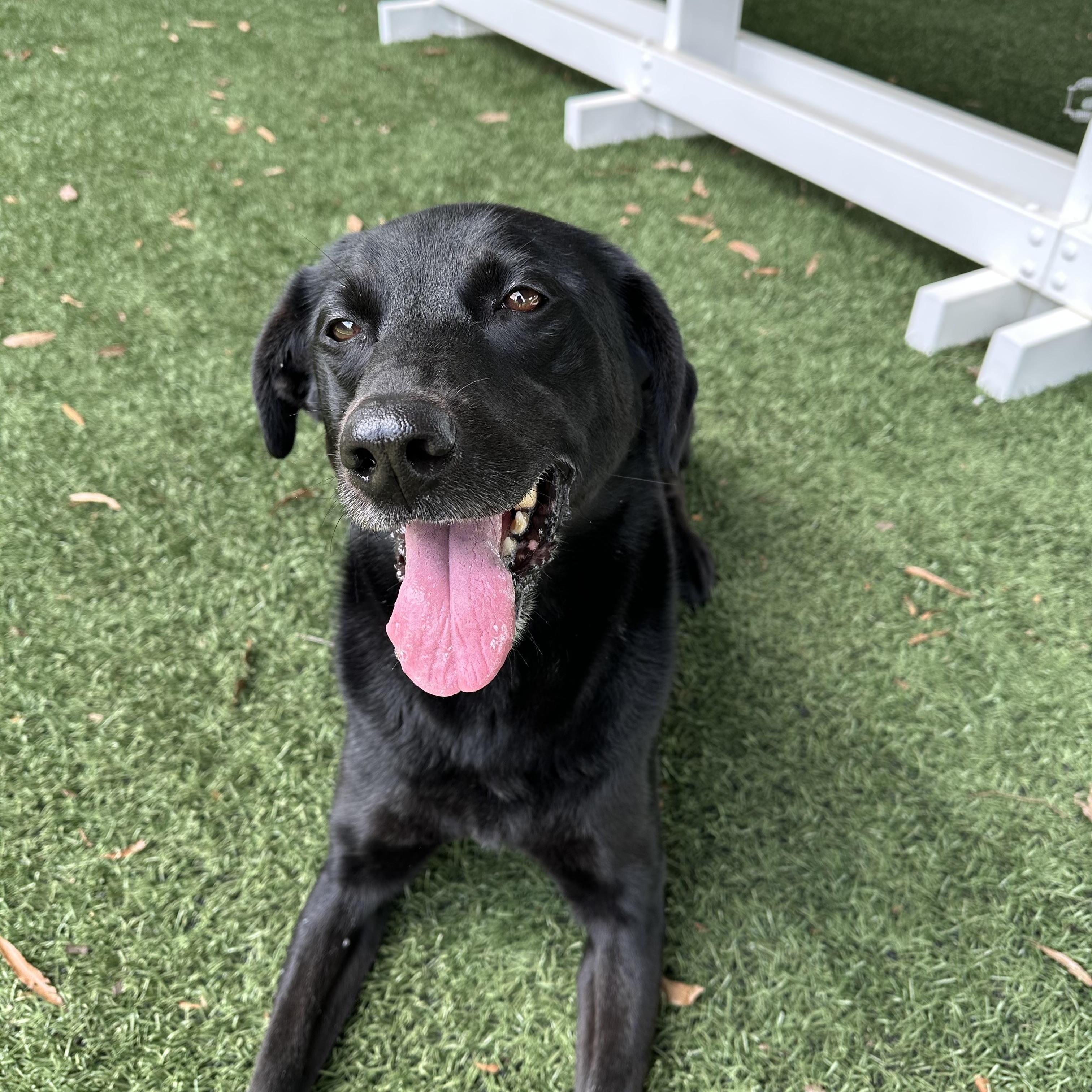 Allie, Adoptable, Senior Female Black Labrador Retriever.