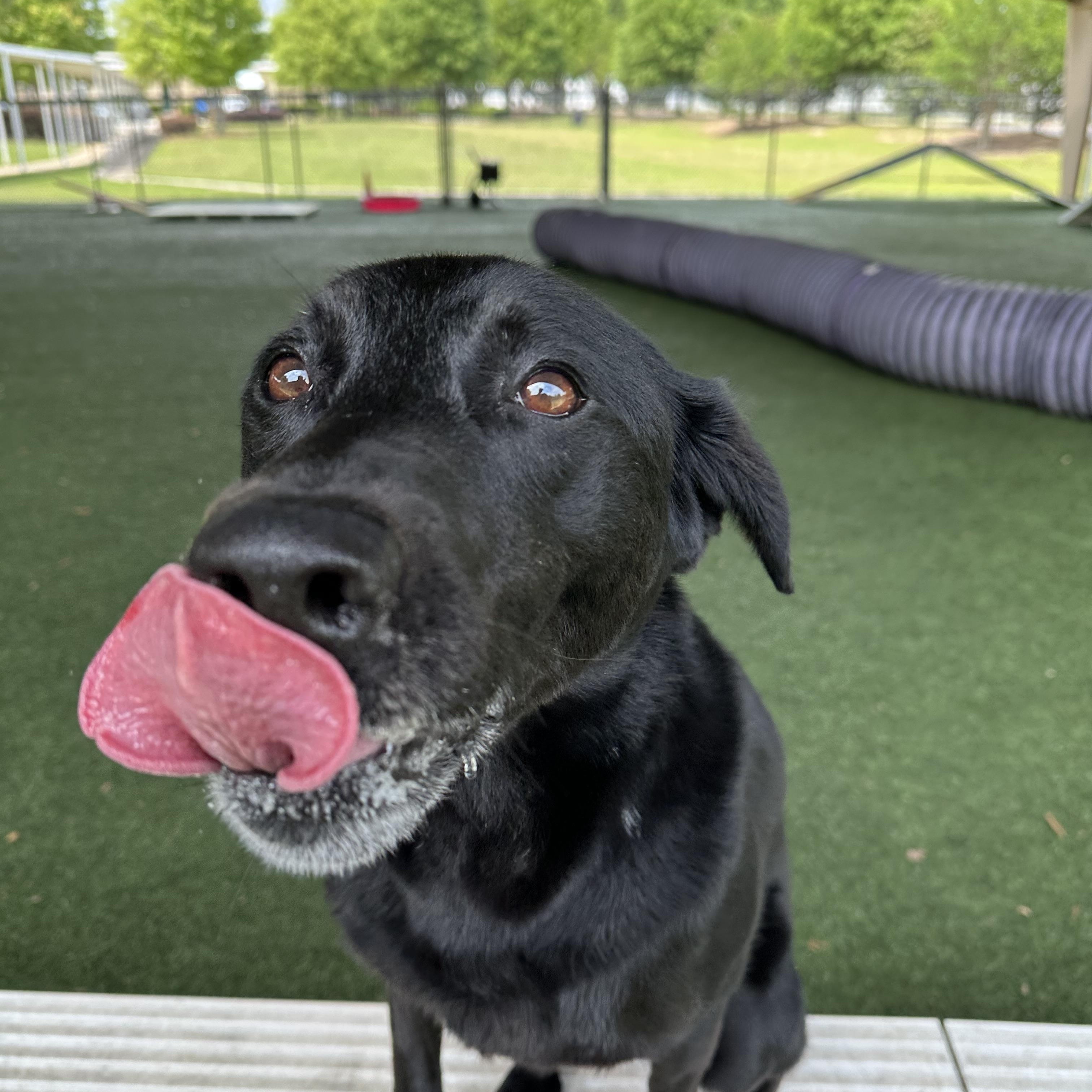 Enlarge Allie, a Adoptable Black Labrador Retriever in Newnan, GA image 4/6