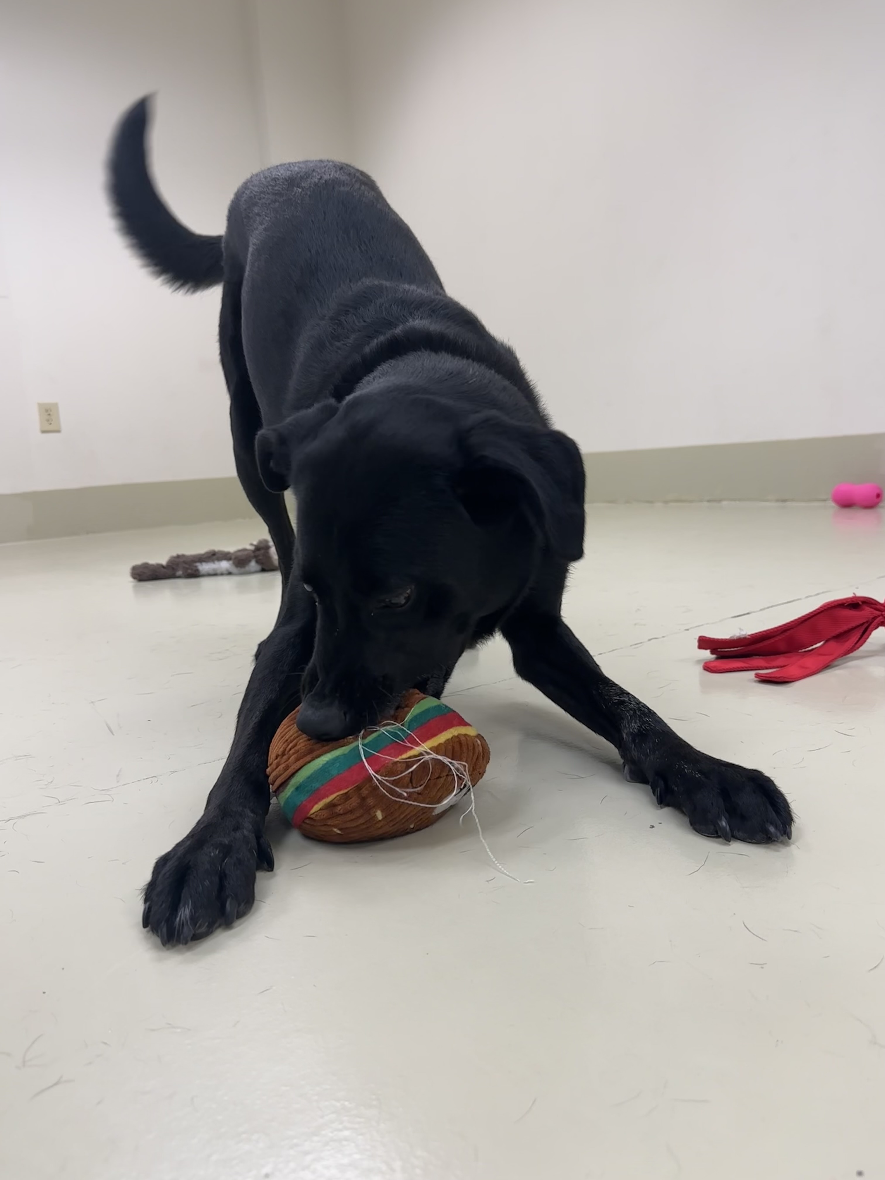 Enlarge Allie, a Adoptable Black Labrador Retriever in Newnan, GA image 2/6