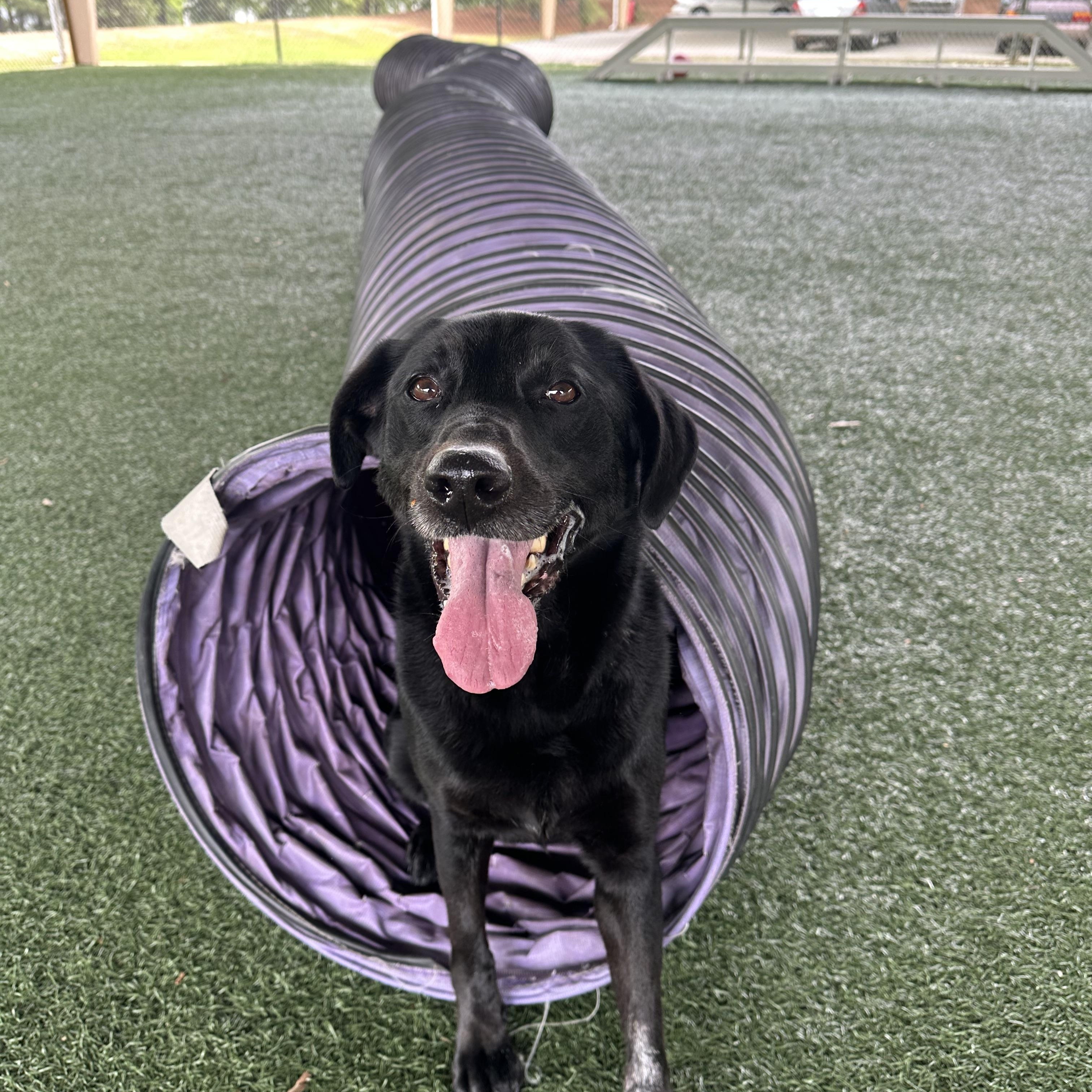 Enlarge Allie, a Adoptable Black Labrador Retriever in Newnan, GA image 3/6