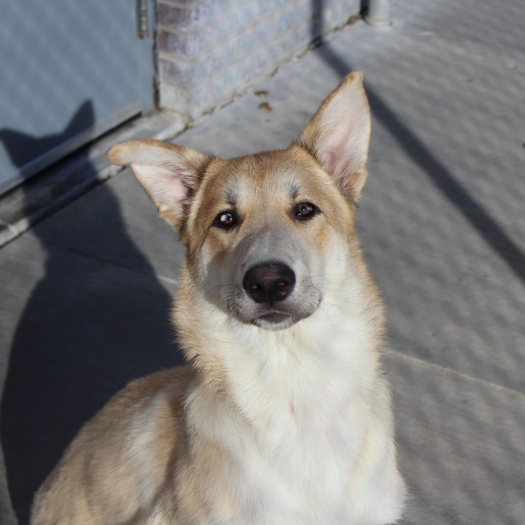 Ruckus, Adoptable, Young Male Mixed Breed.