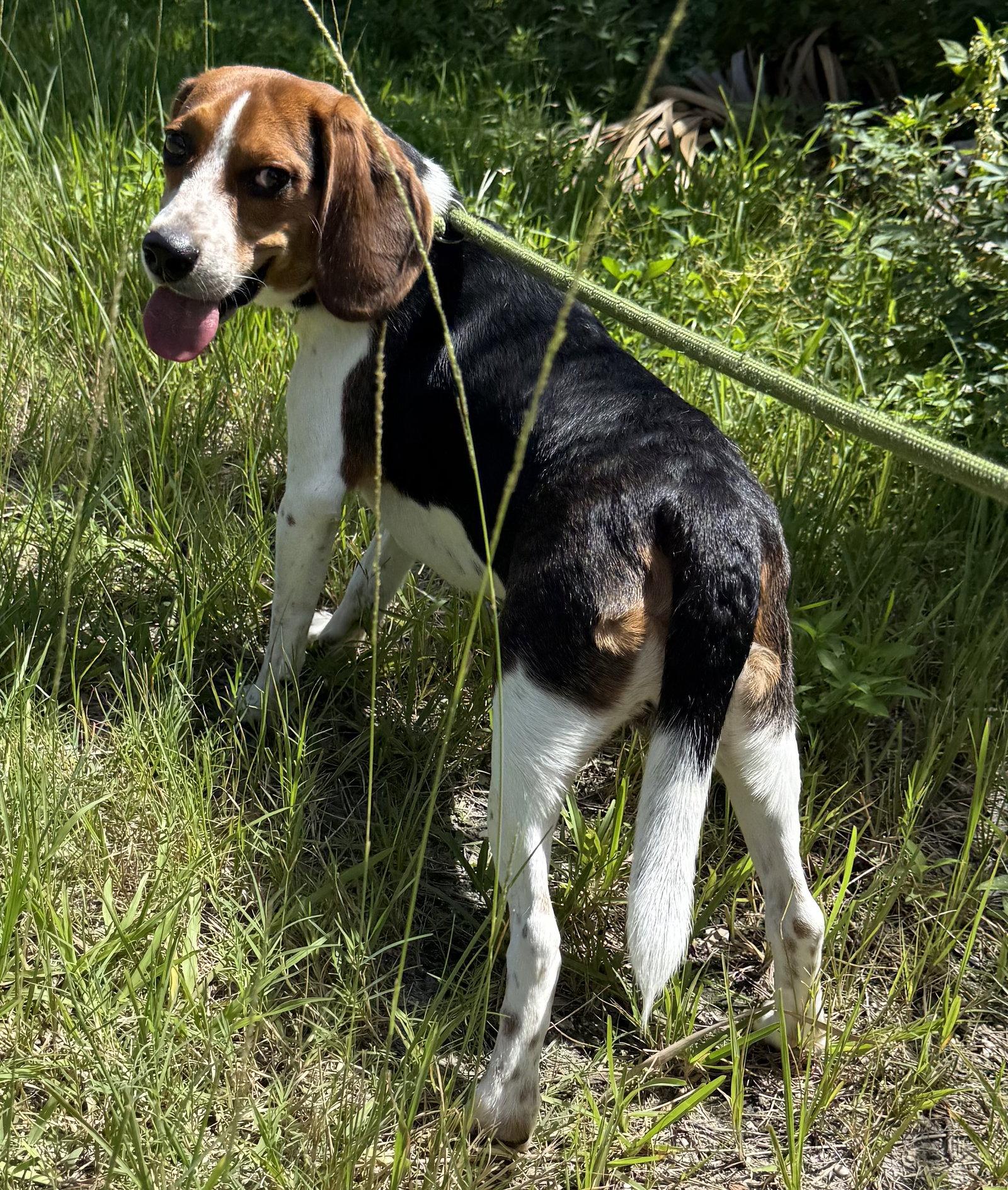 Duke, Adopted, Young Male Beagle.