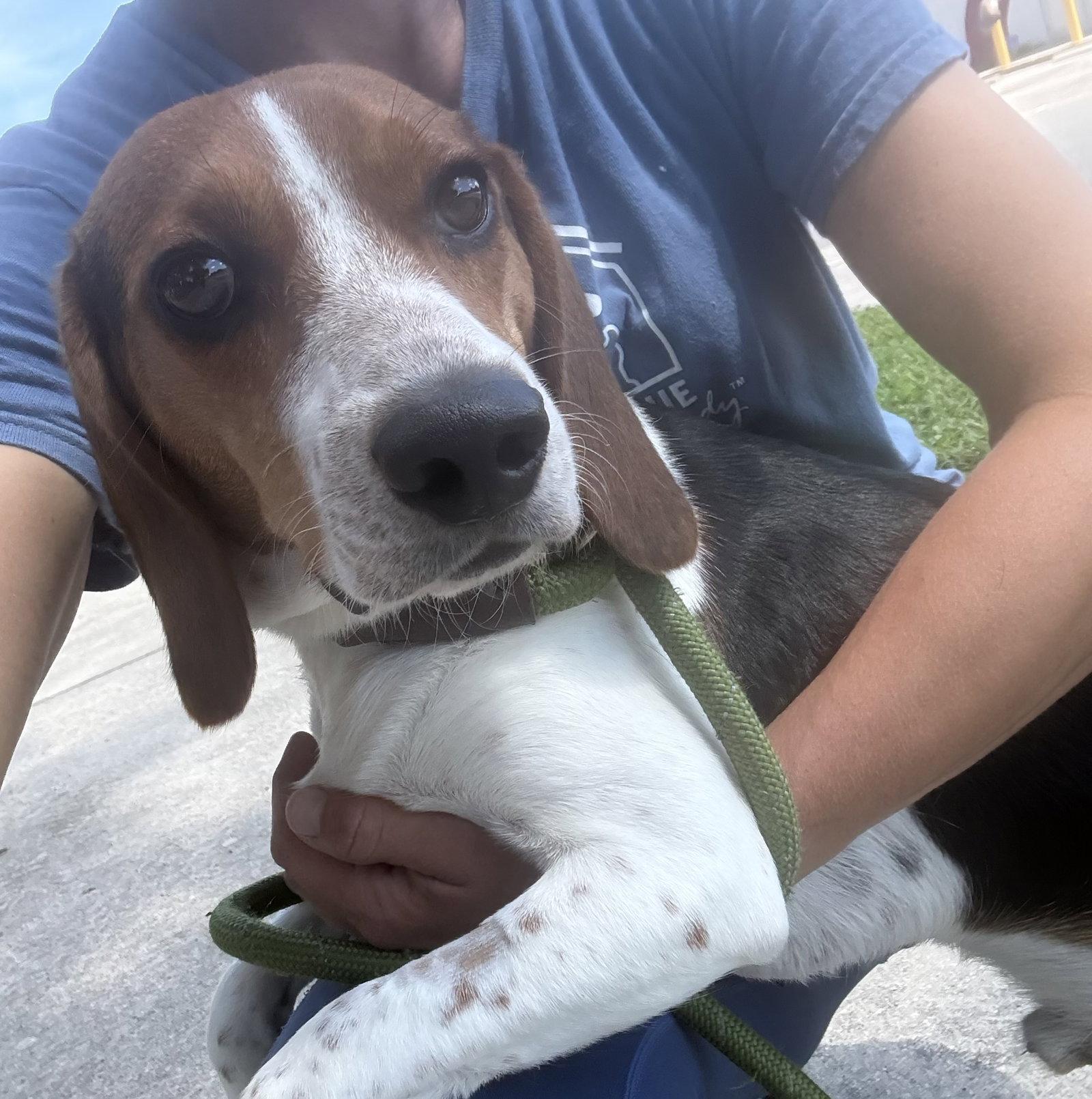 Enlarge Duke, a Adopted Beagle in Sanford, FL image 2/3