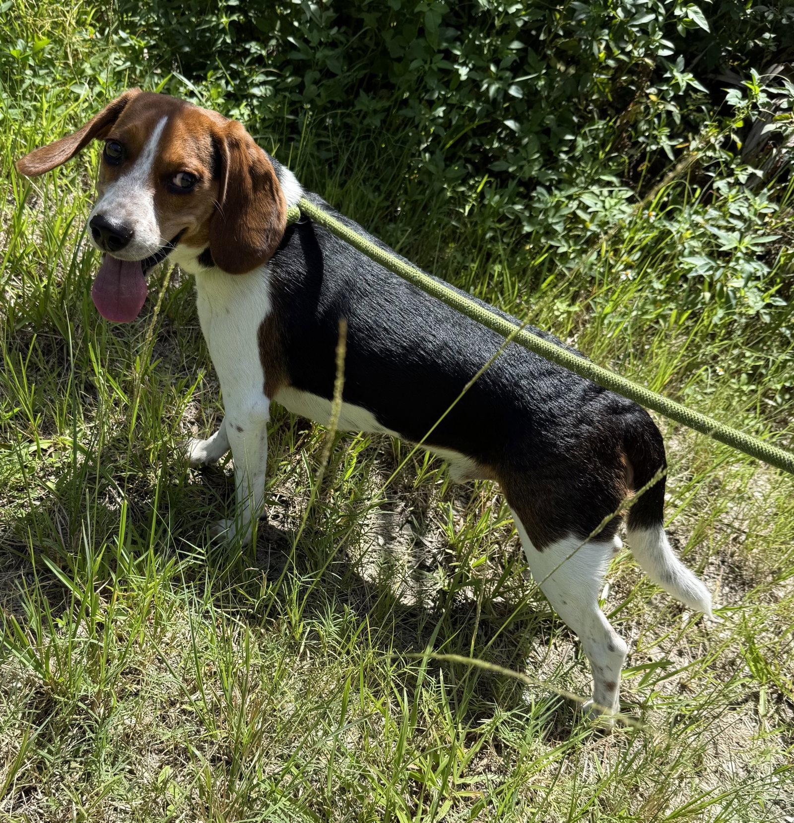 Enlarge Duke, a Adopted Beagle in Sanford, FL image 3/3