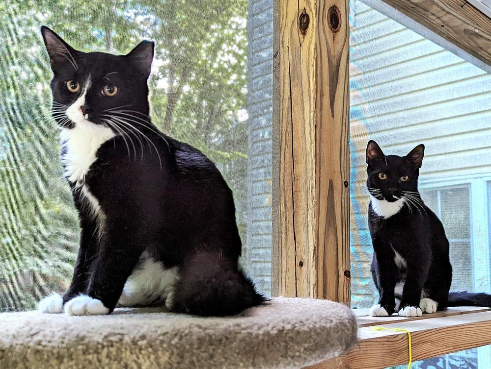 Sylvester, Adoptable, Adult Male Domestic Short Hair.