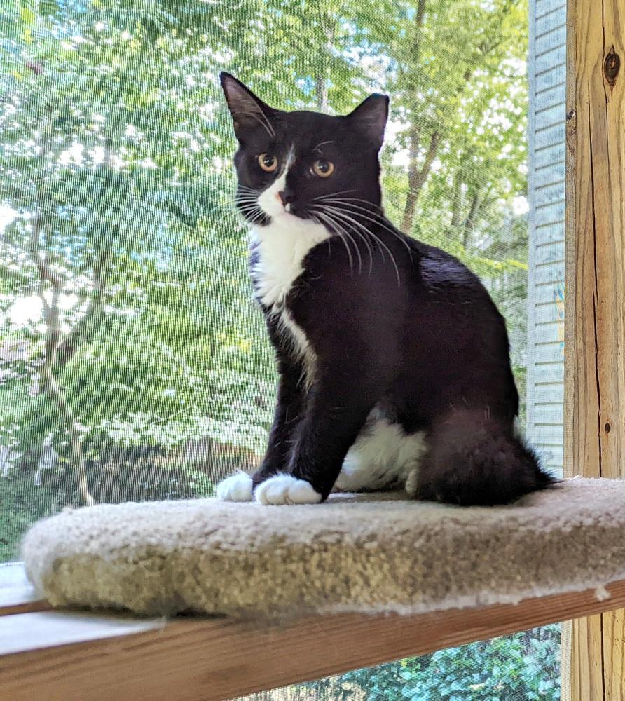 Enlarge Sylvester, a Adoptable Domestic Short Hair in Virginia Beach, VA image 2/5