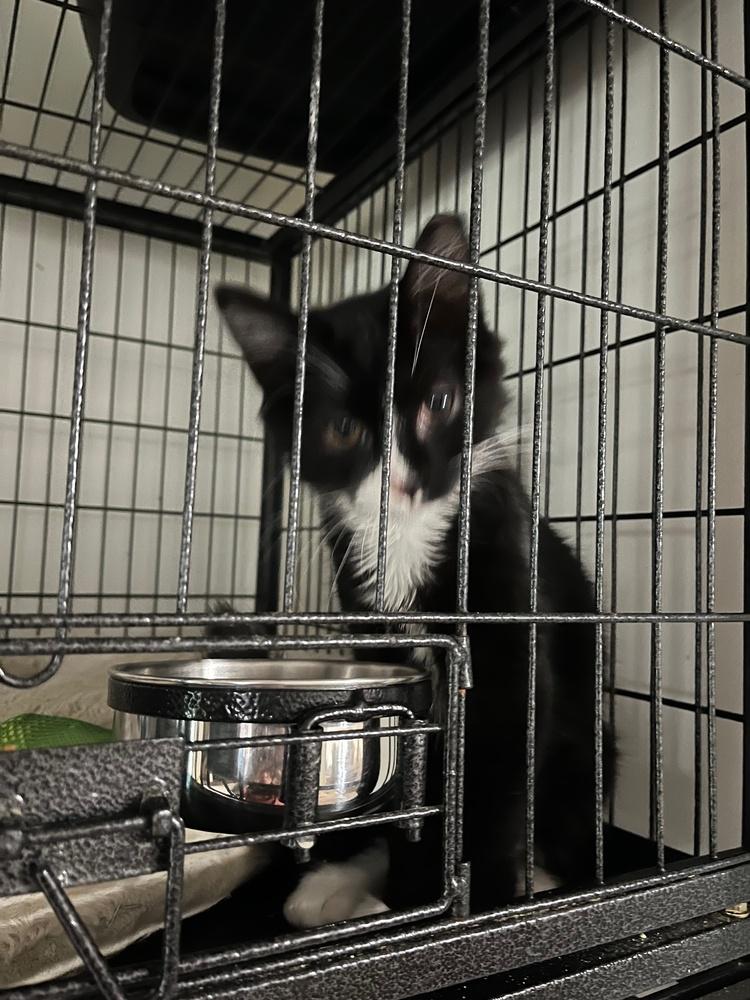 Enlarge Sylvester, a Adoptable Domestic Short Hair in Virginia Beach, VA image 3/5