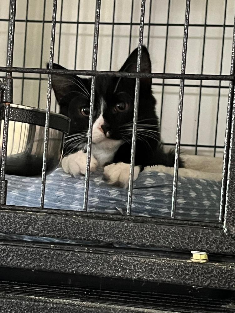 Enlarge Sylvester, a Adoptable Domestic Short Hair in Virginia Beach, VA image 4/5