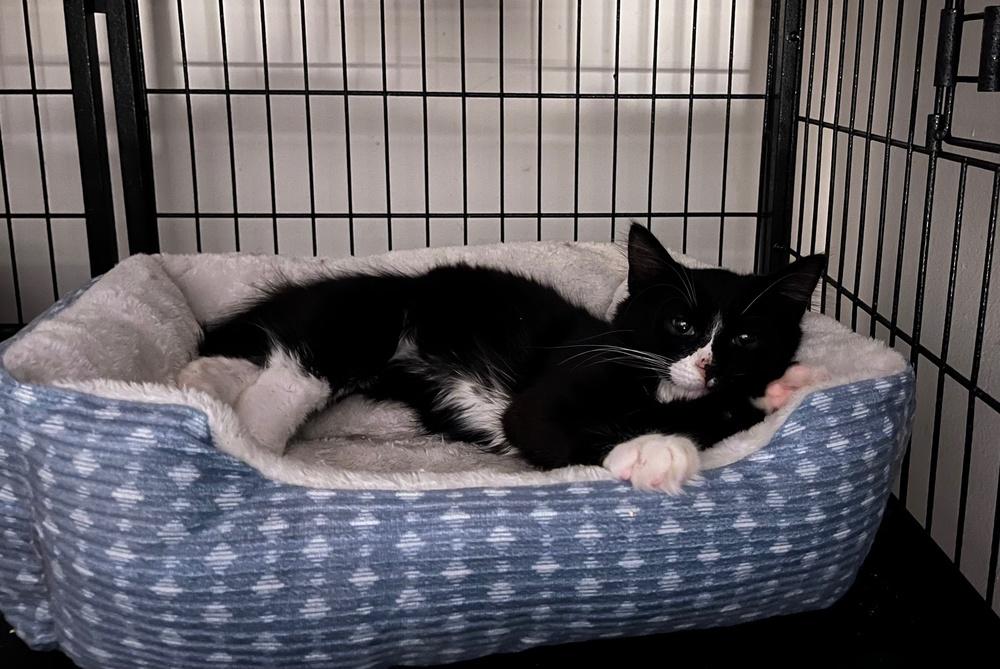 Enlarge Sylvester, a Adoptable Domestic Short Hair in Virginia Beach, VA image 5/5