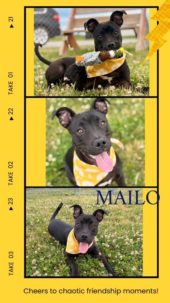 Enlarge Mailo, a Adoptable mixed breed in Rensselaer, IN image 1/1