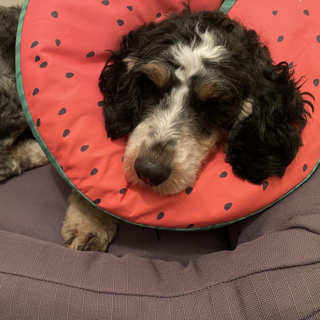 Wyla (fka Willa), Adoptable, Adult Female Bernese Mountain Dog & Miniature Poodle.