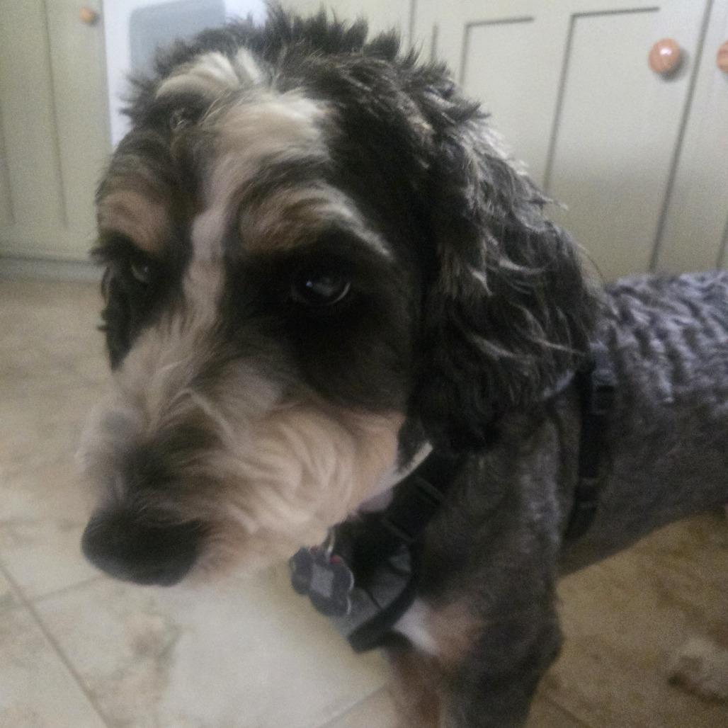Wyla (fka Willa), a Adoptable mixed breed in Sinking Spring, PA image 2/6