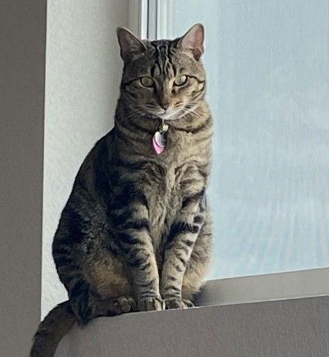 Cleo, a Adoptable Tabby in Evergreen, CO image 1/2