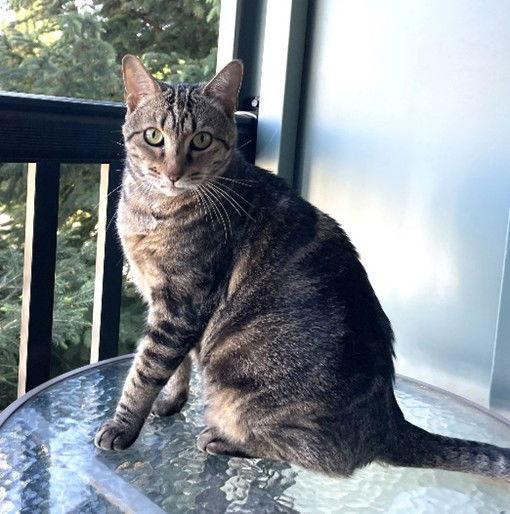 Cleo, a Adoptable Tabby in Evergreen, CO image 2/2