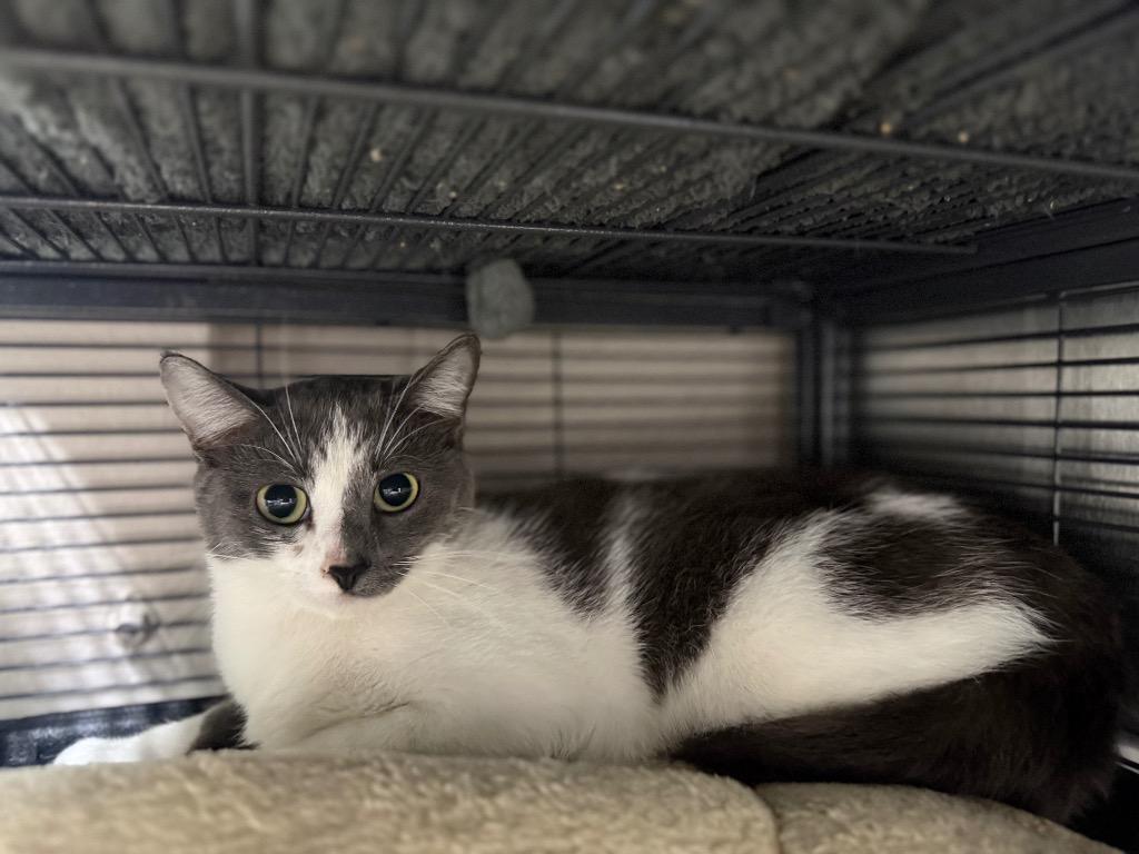 Puppet, Adoptable, Adult Female Domestic Short Hair.