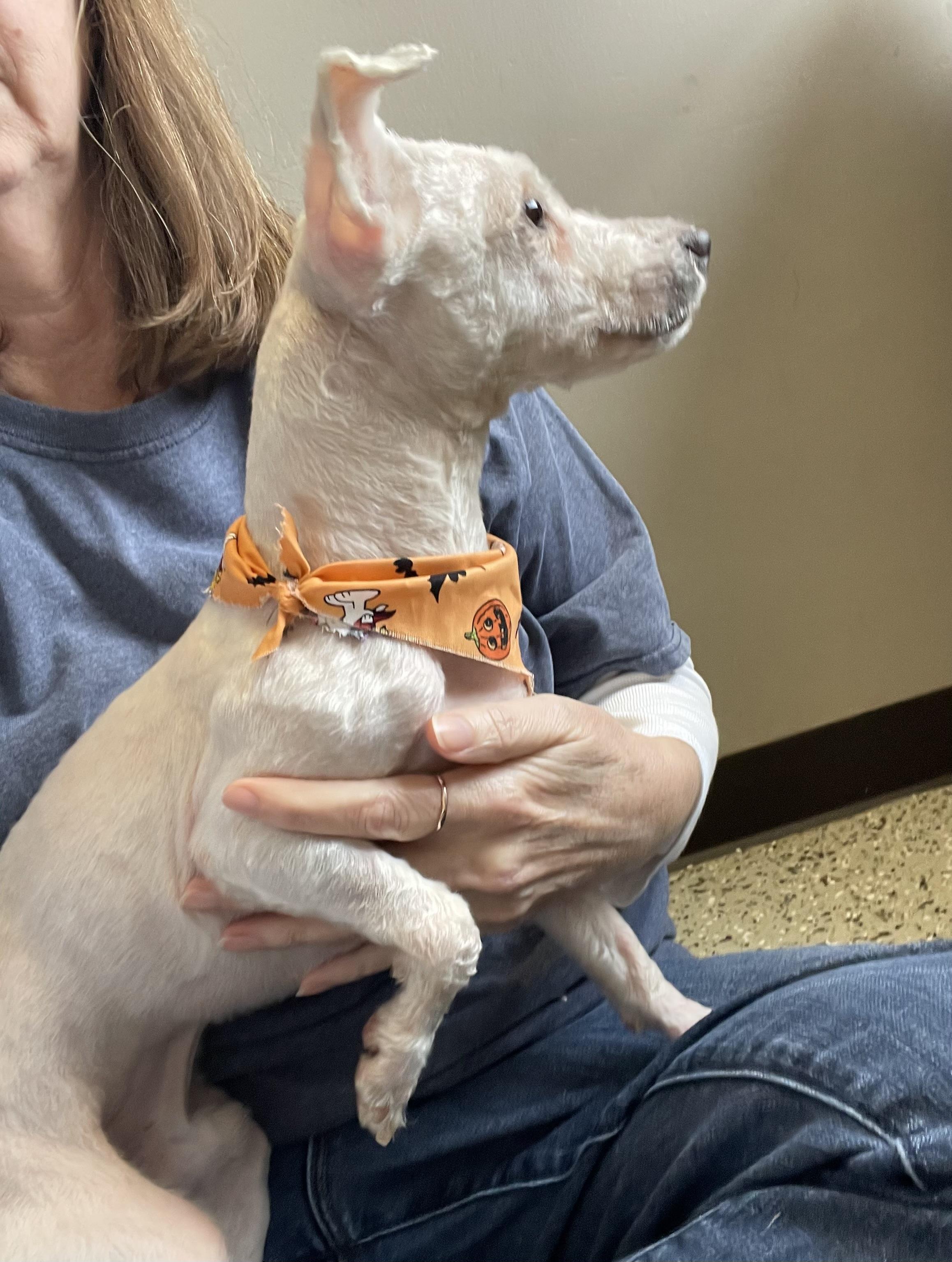 Enlarge Waldo, a Adoptable mixed breed in Oxford, MI image 4/6