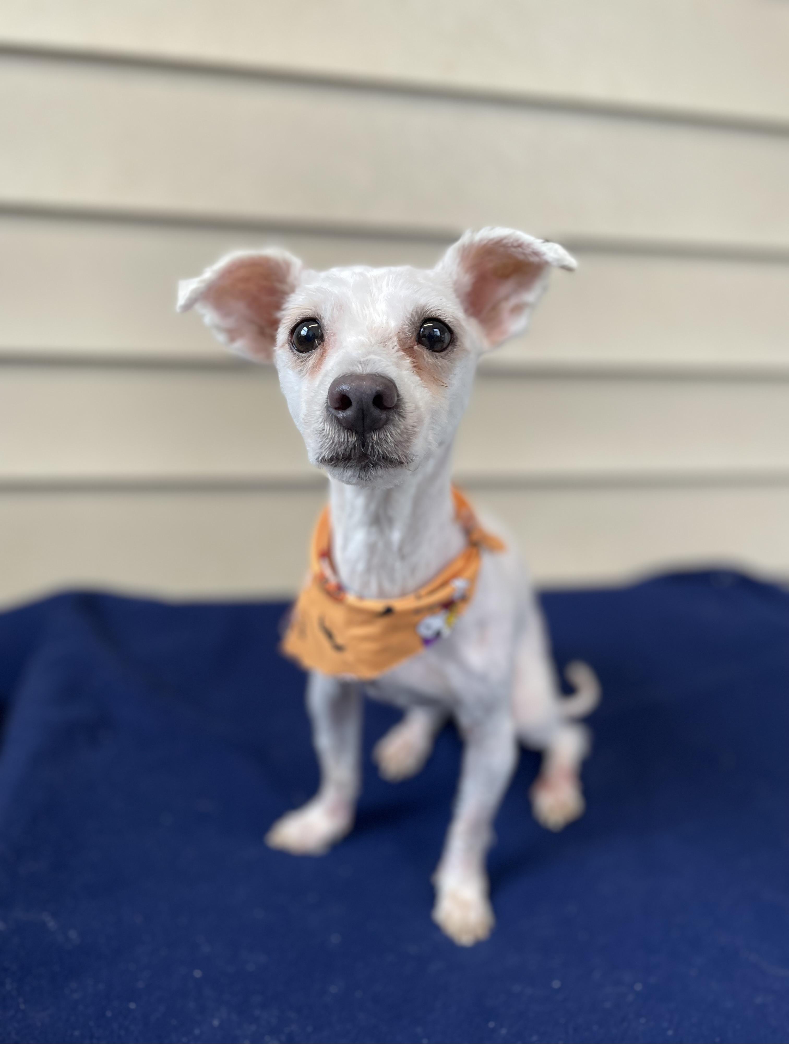 Waldo, Adoptable, Young Male Maltese & Mixed Breed.
