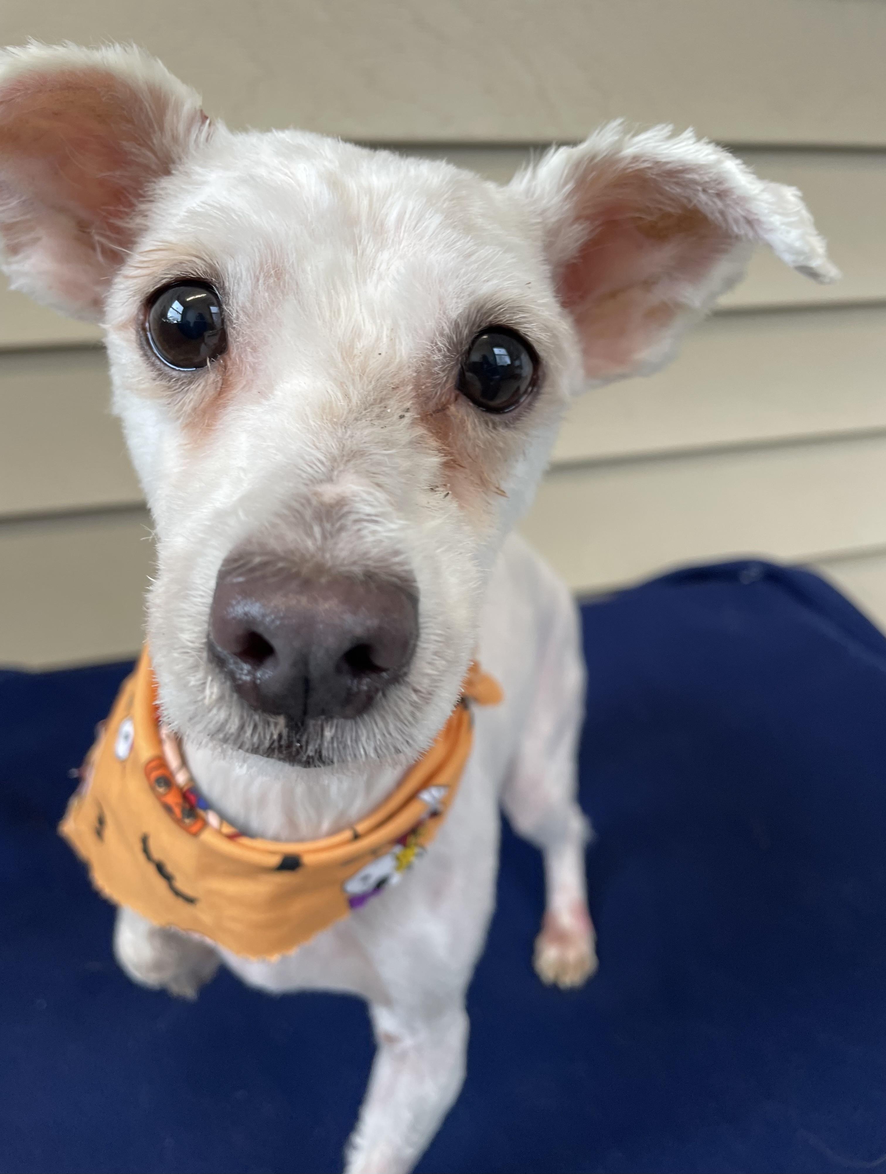 Enlarge Waldo, a Adoptable mixed breed in Oxford, MI image 3/6