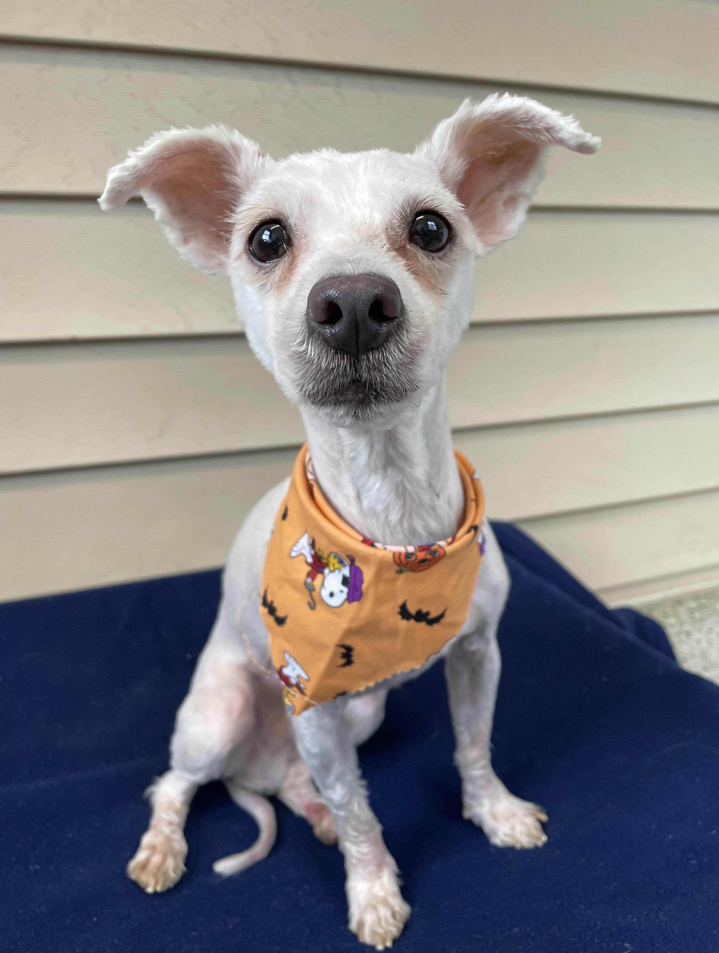 Enlarge Waldo, a Adoptable mixed breed in Oxford, MI image 2/6